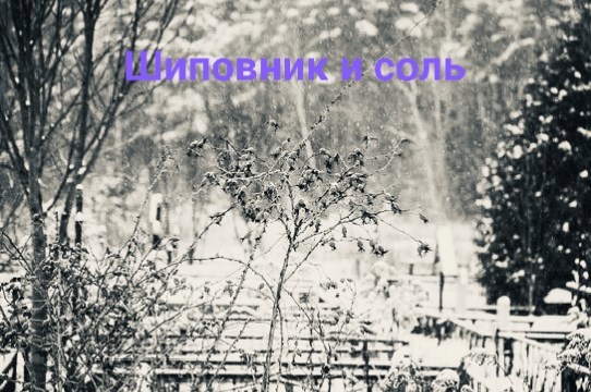 Шиповник и соль