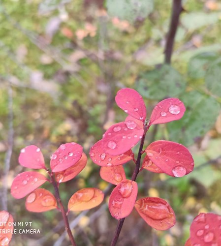 Зарисовки об осени