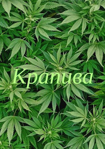 Крапива