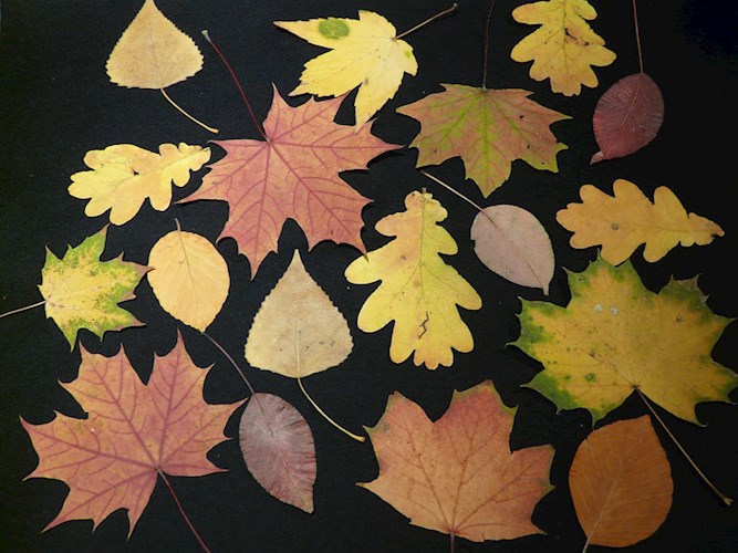 Рома и Жылдыз