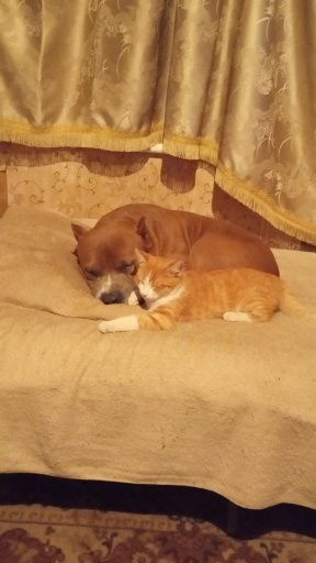 Жизнь собачья