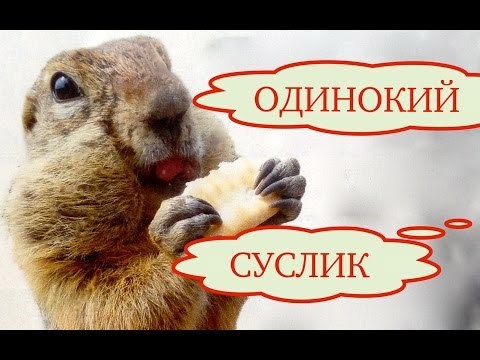 Про сусликов...