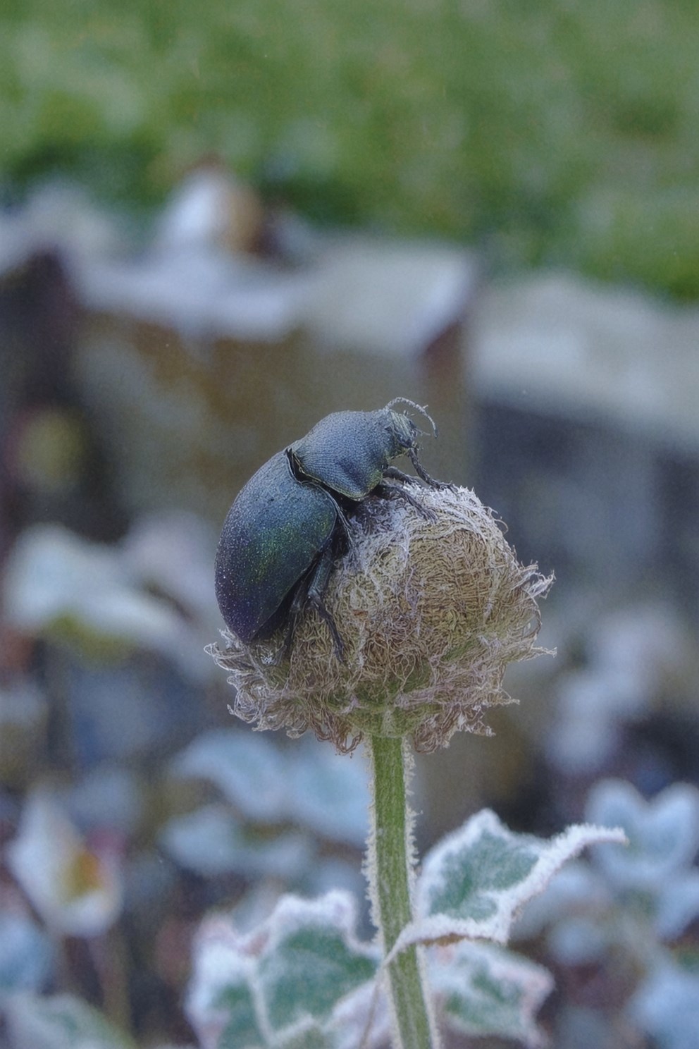 The One Who Chirrs in the Darkness