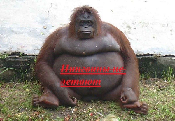 Пингвины не летают