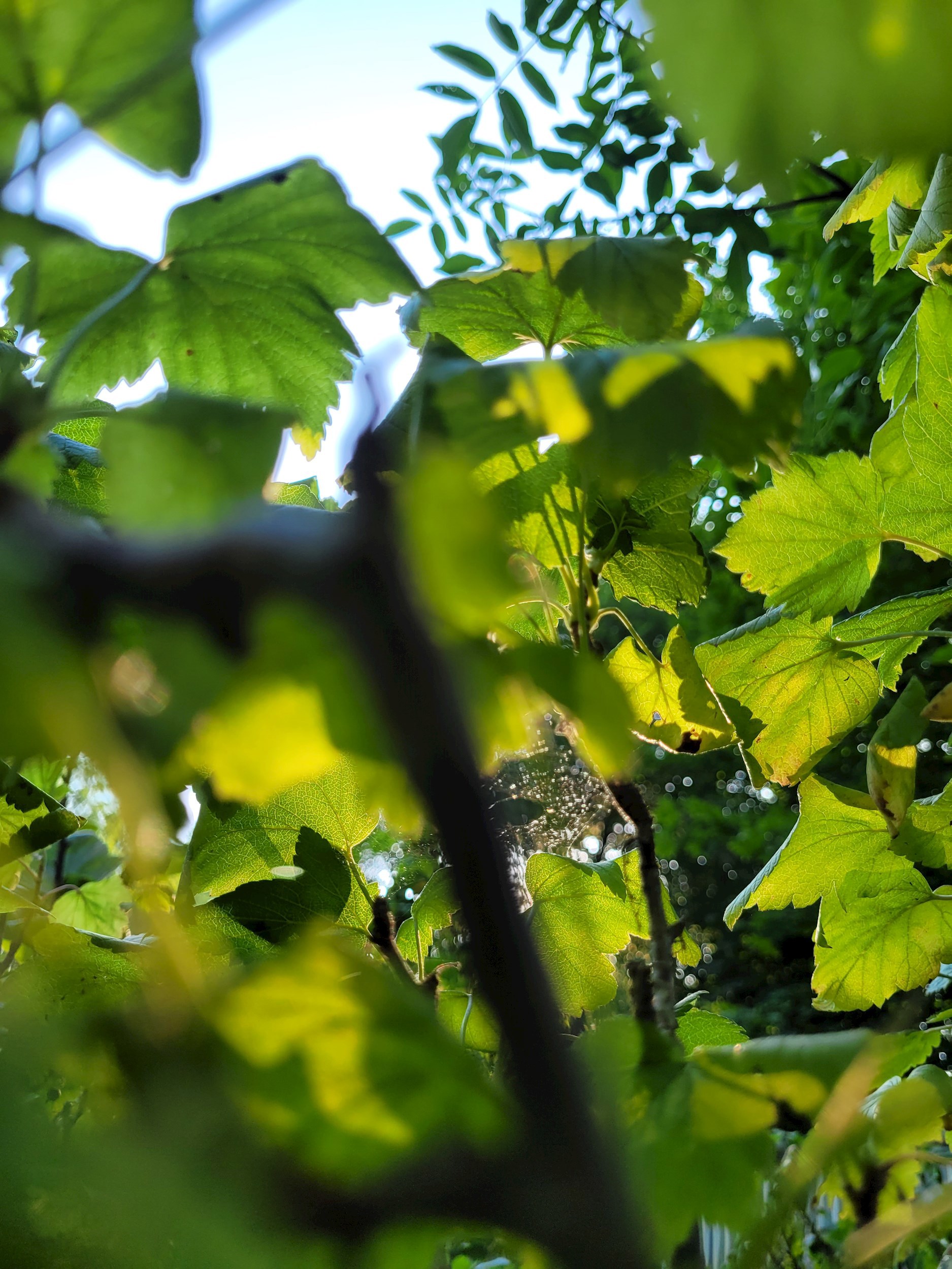 Кружевная сказка