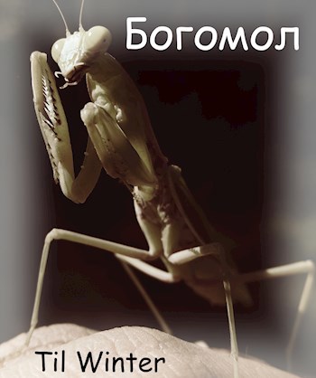 Богомол