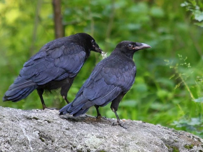 Долгожданная встреча