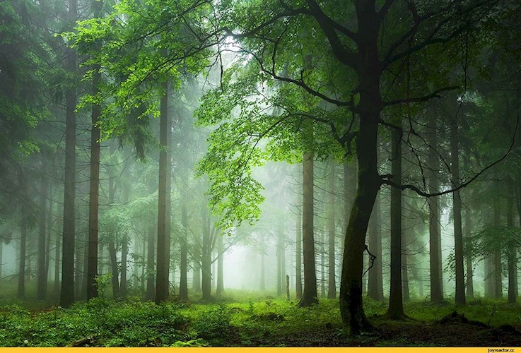 Комбинация не совместимая с жизнью