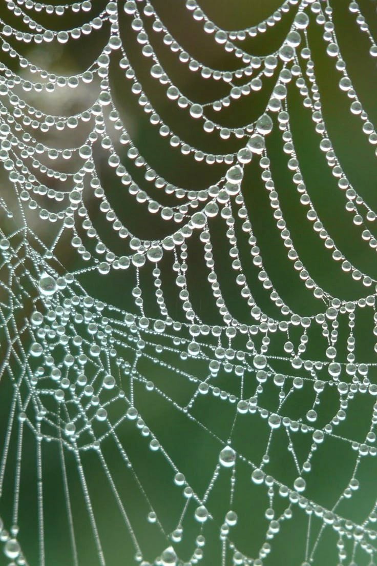 Серебряные росы