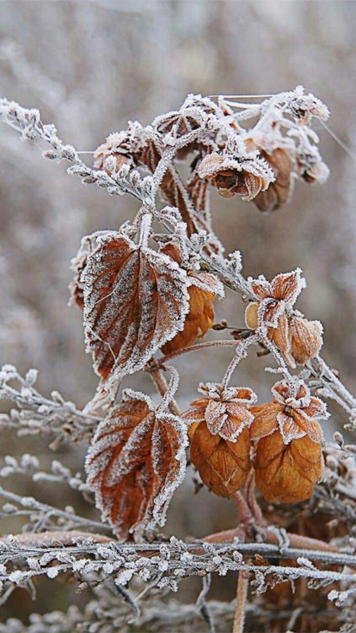 Обманчивые сны в тумане ноября