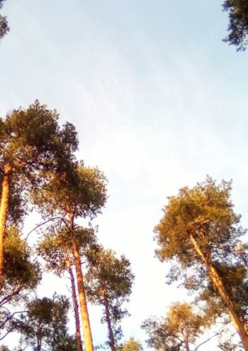 Под капелькой весеннего дождя.