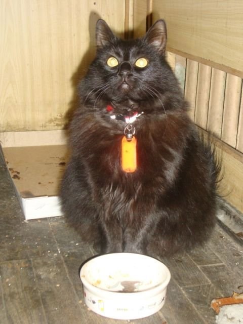 Жила была кошка