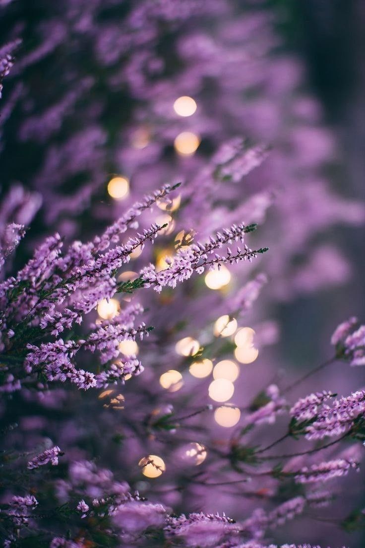 Мерцают загадкой старинные серьги