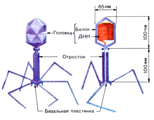 Вирус