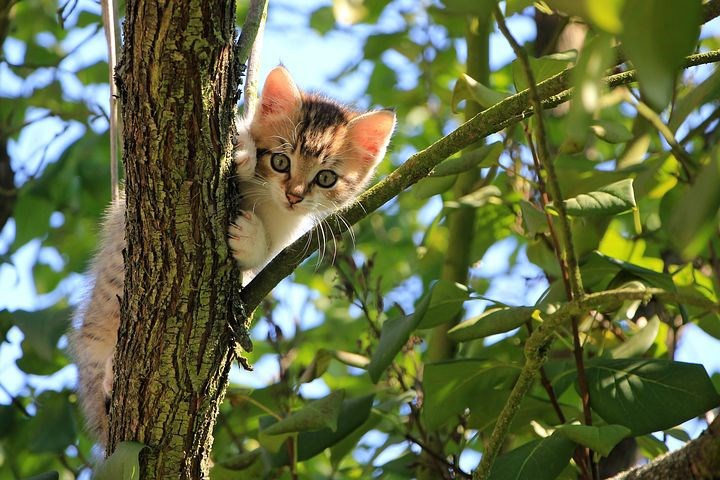 Про кота. Или как я побывал в кошачьей шкуре.