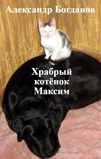 Храбрый котёнок Максим