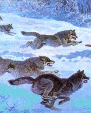 Волчья стая