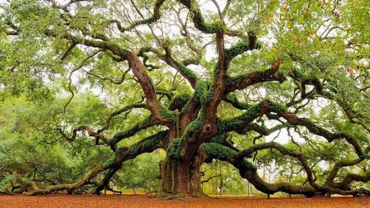 Дары Молоха, часть вторая