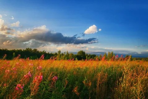 Август в лесу