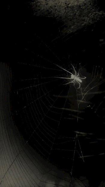 Вайю, Лорд Сетей