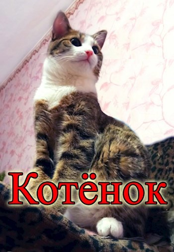 Котёнок