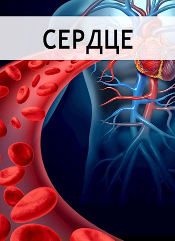 Сердце