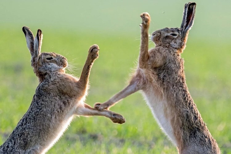 Поступление на режиссера: Этюд Маринетт Мортем &#171;За двумя зайцами погонишься, ни одного не поймаешь&#187;