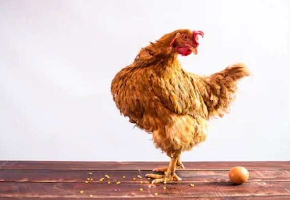 Сказка в стихах. Курочка Ряба