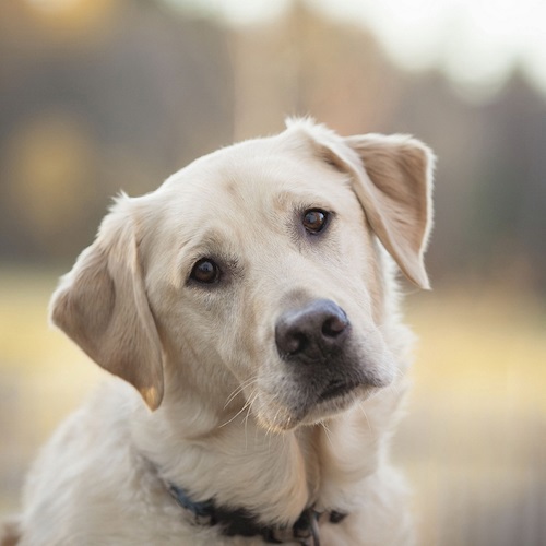 Собачья жизнь