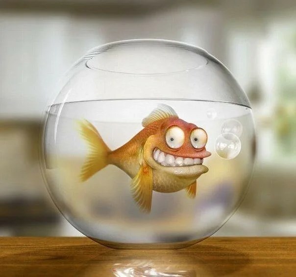 Золотая рыбка