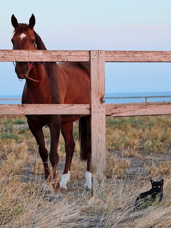 Полигимния