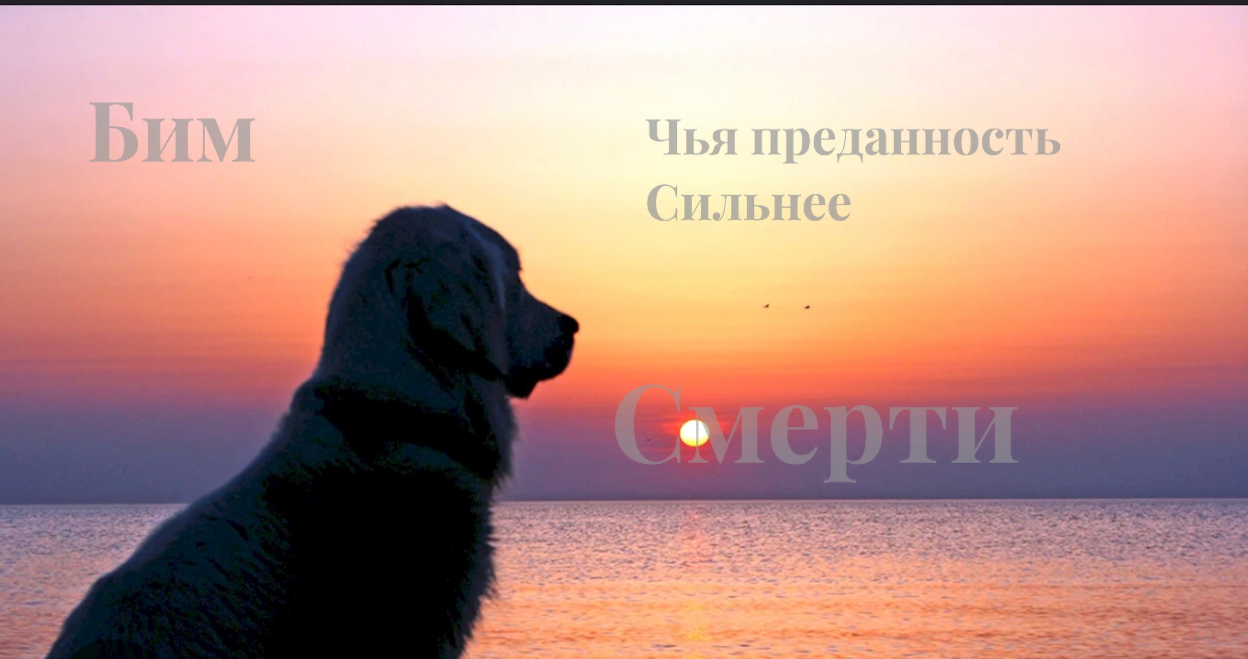 Бим чья преданность сильнее смерти
