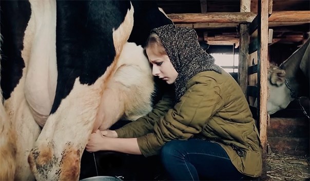 Норовистая корова или все дело в трусах