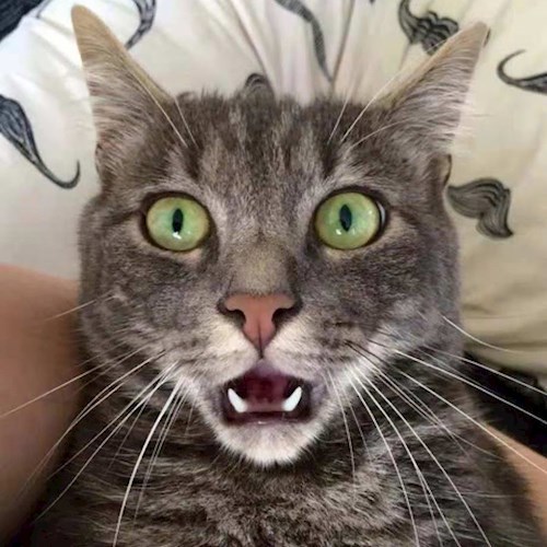 Спасение Кошки. Москва