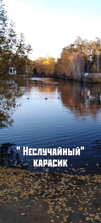 " Неслучайный" карасик