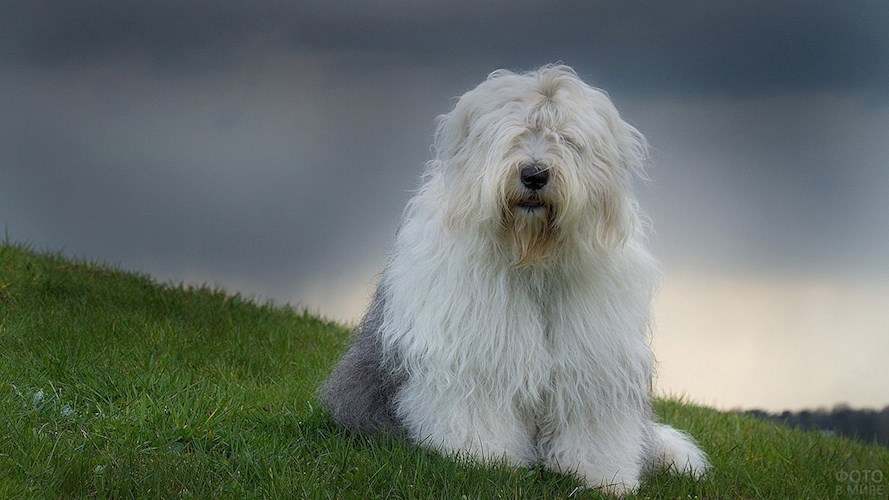 Дама с собачкой