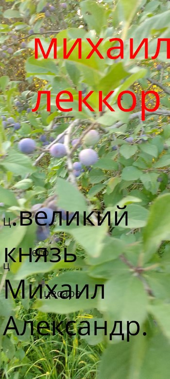 Великий князь Михаил Александрович (император Михаил II - 1)
