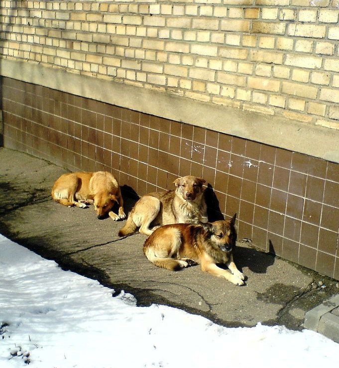 Почему он меня не укусил