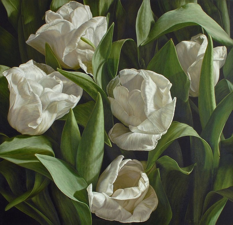 Покупка марокканского жасмина