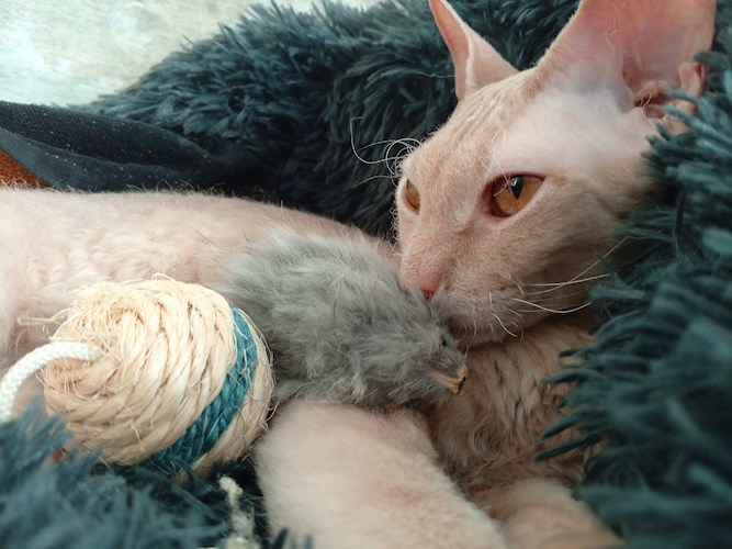 История маленького Тигра.