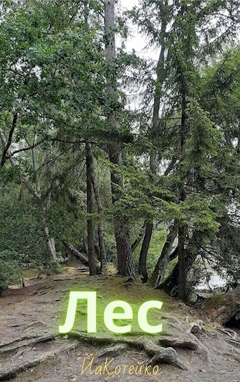 Лес