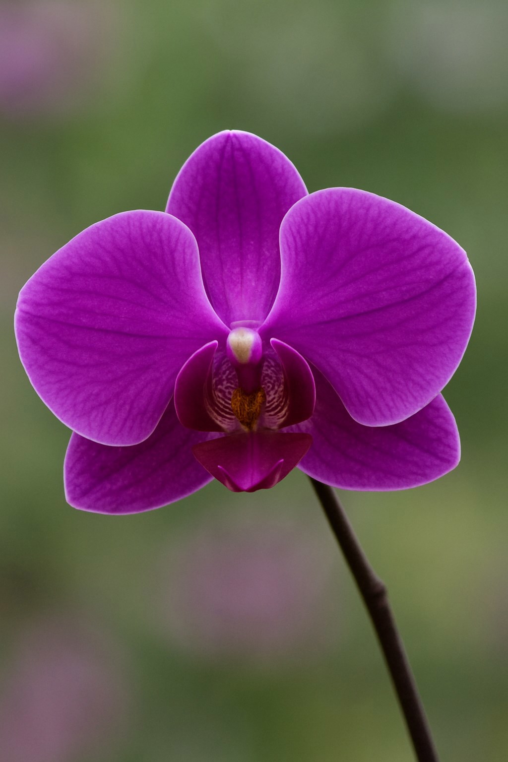 Символ империи пурпурная хризантема