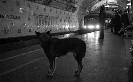 Пес из метро