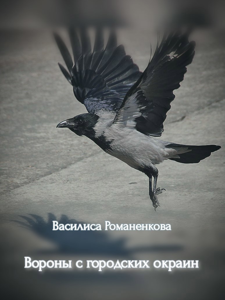 Вороны с городских окраин