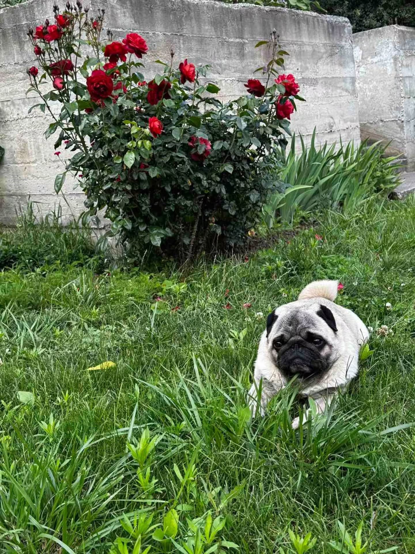 Загадка Мопса Бублика Невидимые Враги или Призрачные Защитники