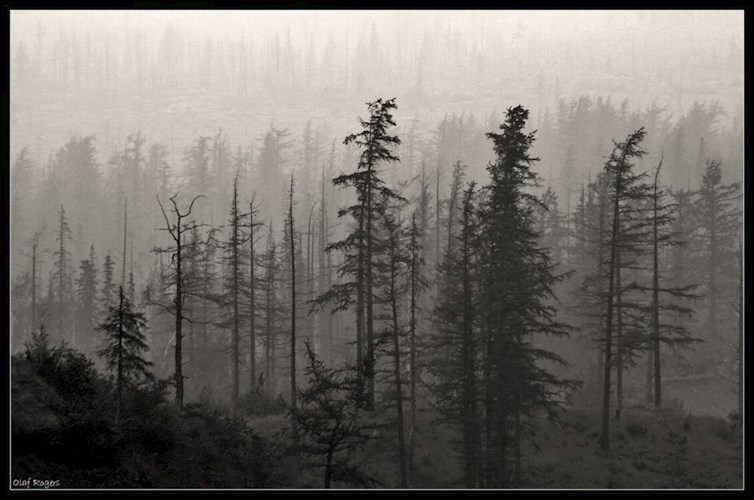 Мёртвый пёс