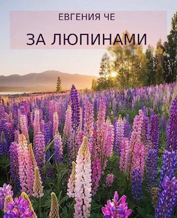 За люпинами