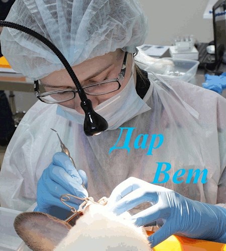 С чего начинается ветеринарный врач