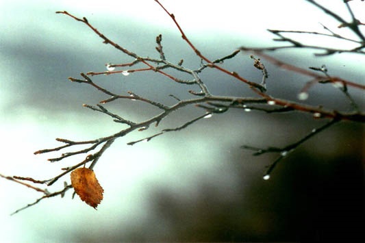 Последний лист...