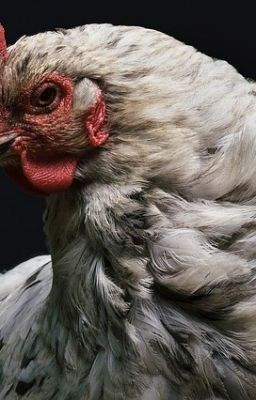 Круговорот курей в природе